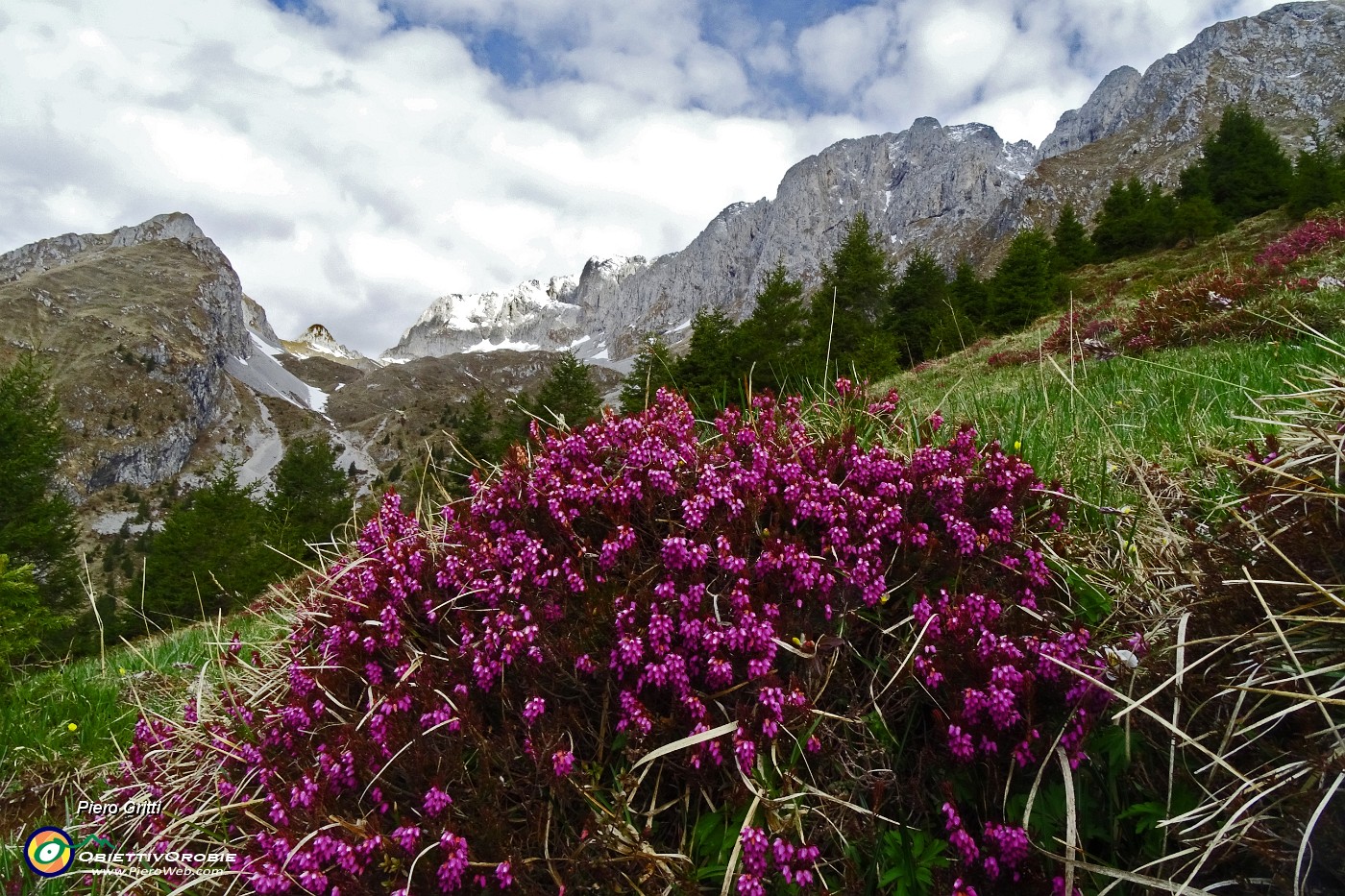 18 Estese fioriture di erica.JPG -                                